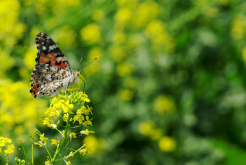 butterfly on flower