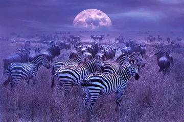 Vlies Fototapete Lila Zebras in der afrikanischen Savanne. Nacht afrikanische Mondlandschaft. Tierwelt Afrikas.
