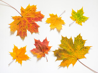 Autumn composition of yellow maple leaves on white background. Flat lay, top view, copy space