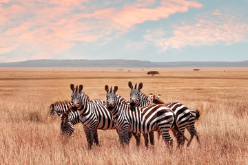 Wild African zebras in the Serengeti National Park. Wild life of Africa. - obrazy, fototapety, plakaty