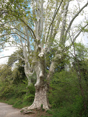 Platane commun ou platane à feuilles d'érable (Platanus hispanica).