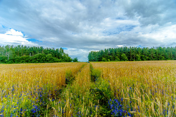 Fototapeta premium field 