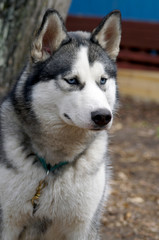 siberian husky