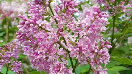 Beautiful blossoming lilac flowers