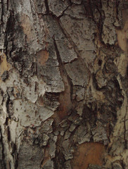 bark of tree