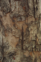 bark of tree