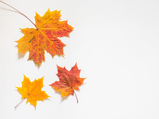 Obraz premium Autumn composition of yellow maple leaves on white background. Flat lay, top view, copy space