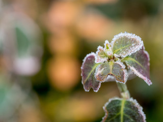 Frozen plant growing in the winter, ice crystals on it