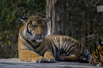 tiger in zoo