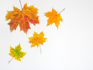Naklejka na ściany i meble Autumn composition of yellow maple leaves on white background. Flat lay, top view, copy space