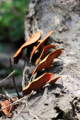 Mushrooms grew on a dead tree's log