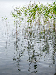 grass in the water