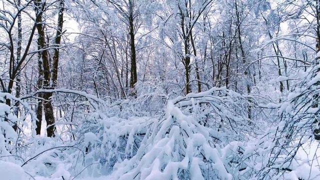 Snowy branches in forest. Winter fairy background