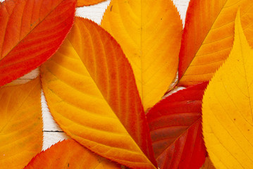 Cherry leaves at fall