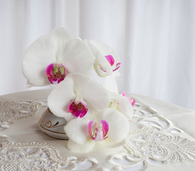 orchid in white  tones