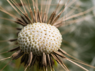 Naklejka na ściany i meble Macro of dandelion flower with seeds