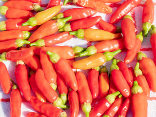 Harvested small red chilli which are real hot and nature grown