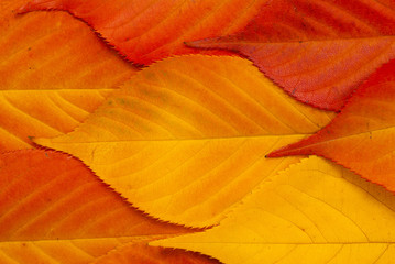 Cherry leaves at fall