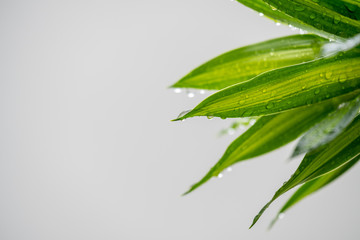 Rain drops on green plant, after rain