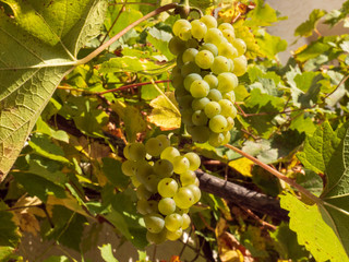 natually grown white wine grapes and waiting to be harvested