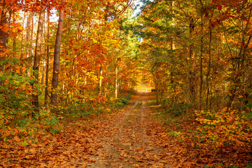 Fototapeta premium Nature background of an autumn forest.