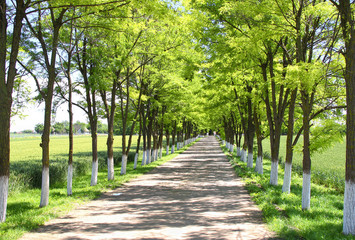 Fototapeta premium Tree alley in the summertime 