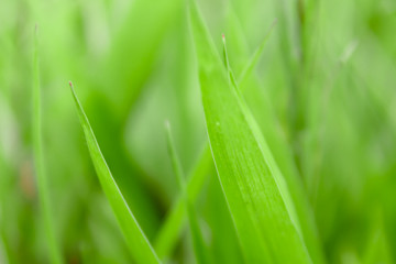 leaf on green background