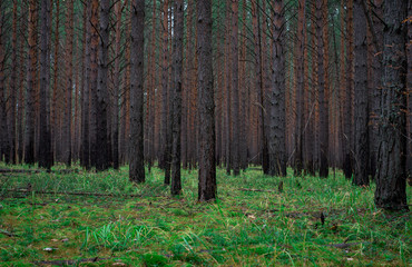 Pine forest