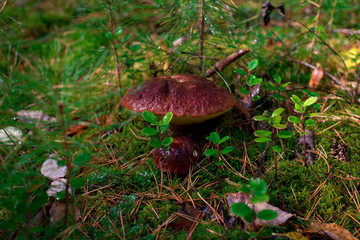 Mushroom grows in the forest