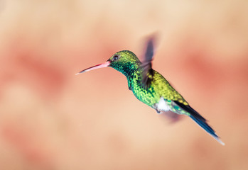 Kolibir im Flug