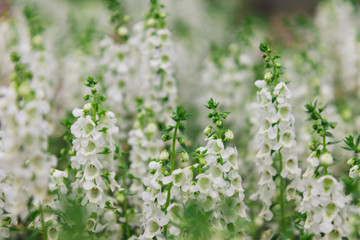 white flowers in the garden