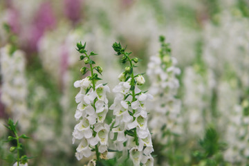 white flowers in the garden
