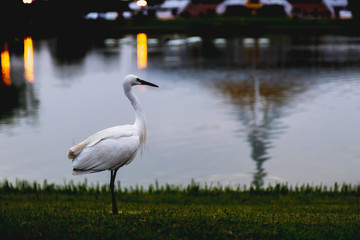 swans on the lake