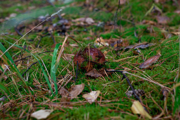Mushroom grows in the forest