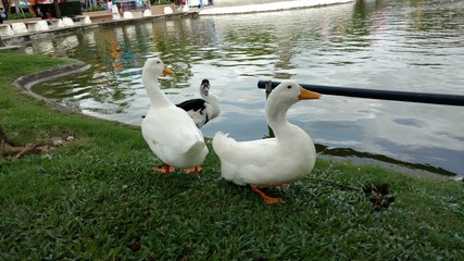 ducks in pond