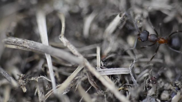 une fourmi se d&eacute;place sur le sol