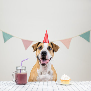 Dog and her birthday treat in form of a festive cake and a drink. Cute puppy in a party hat posing in decorated room with a muffin