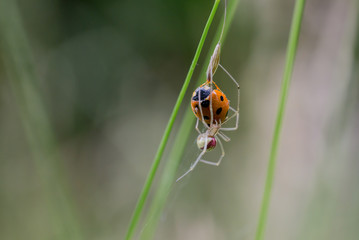 Ladybird trapped by Comb-footed spider