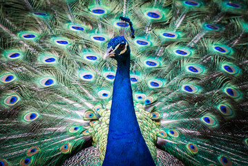 Obraz premium Pfau