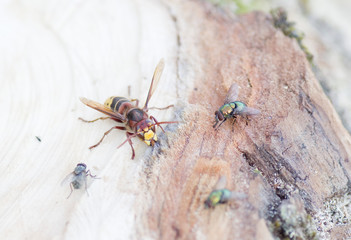 Frelon sur bois