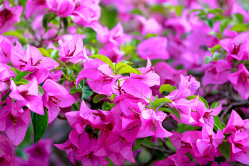 bougainvillea, Paper Flower for natural background