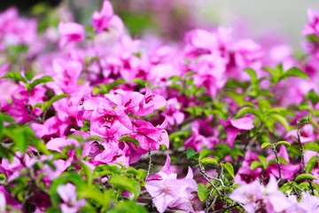 bougainvillea, Paper Flower for natural background