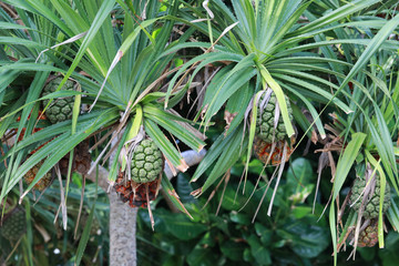 Obraz premium screw Pine (Pandanus tectorius or Pandanus odoratissimus) on the beach near sea