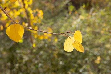 autumn aspen leaves on tree
