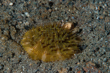 Mushroom Coral Fungia sp.