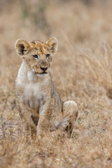 Lion cub sitting in the rain in Kruger National Park in South Africa