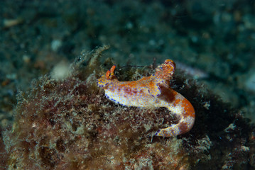 Ceratosoma Nudibranch