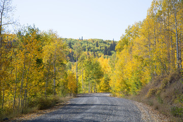 dirt road in colorful autumn aspen forest