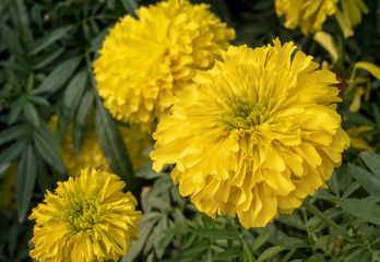 yellow marigold in public park