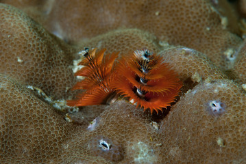Christmas Tree Worm Spirobranchus giganteus